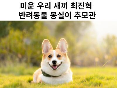 미운 우리 새끼 최진혁 반려동물 몽실이 추모관