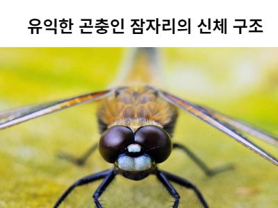 Read more about the article 유익한 곤충인 잠자리의 신체 구조