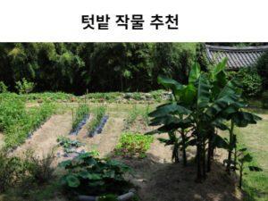 Read more about the article 텃밭 작물 추천