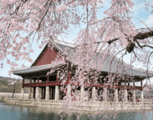 Read more about the article 2025년 벚꽃 개화 시기 및 벚꽃 명소