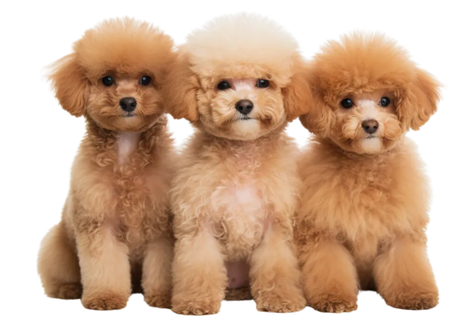 Read more about the article 강아지 보험 유형별 특징과 비용 유의사항 총정리